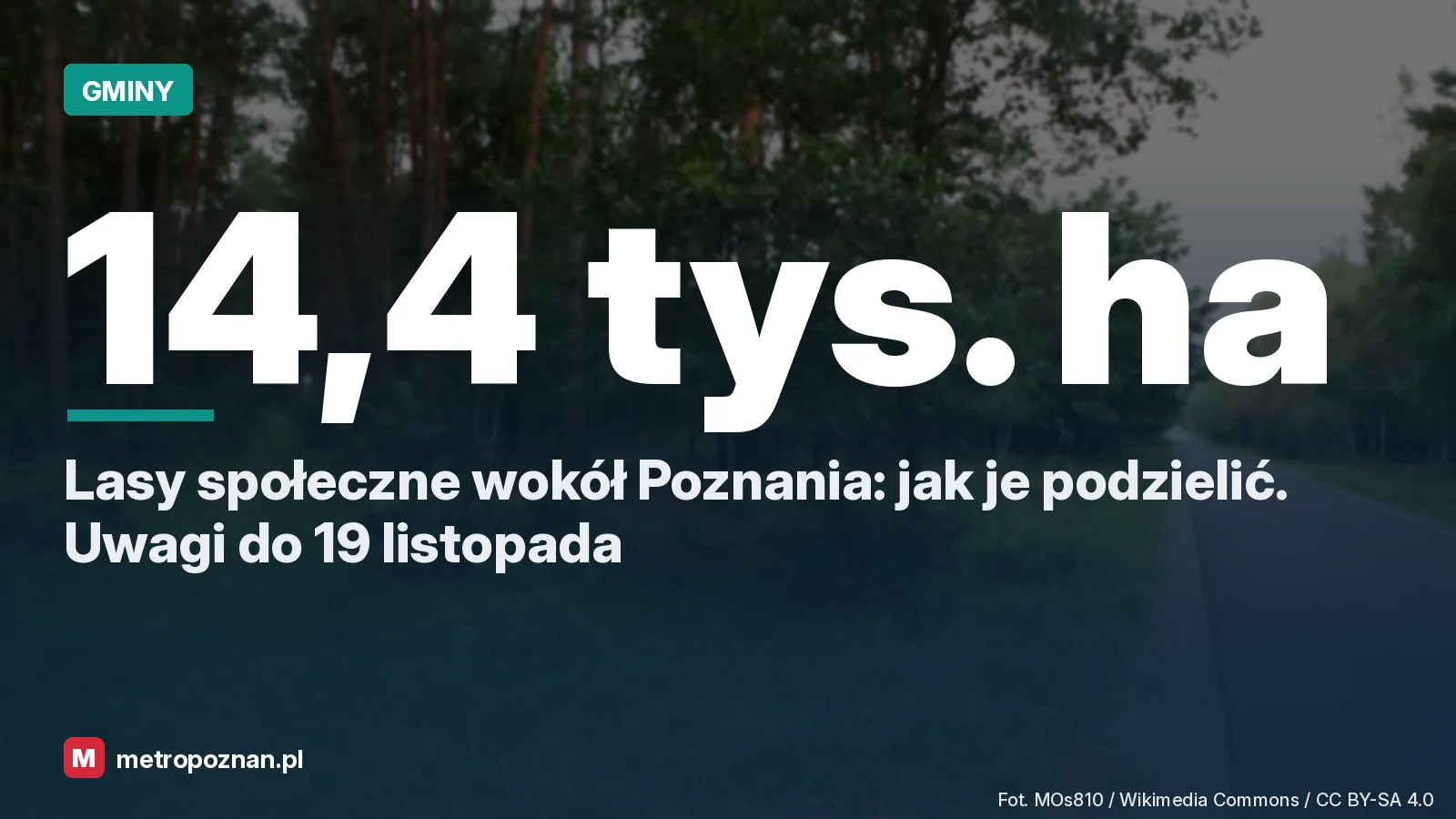 Droga przez las w Puszczy Zielonce pod Poznaniem